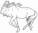 Wildebeest Coloring Template Cartoon Animal Pages Savannah Collection Aislin sketch template