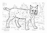 Lynx Eurasian Pages sketch template