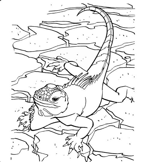 lizard coloring pages