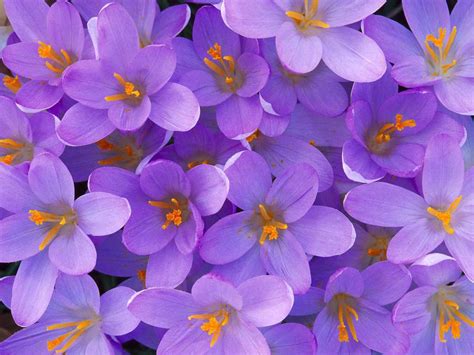 flower  light purple flower