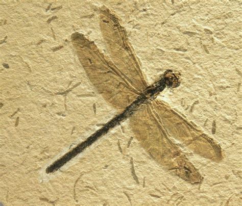 fossil friday mesozoic dragonfly