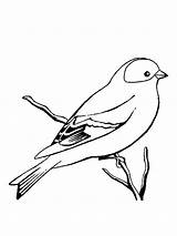 Coloring Pages Canary Birds Recommended sketch template