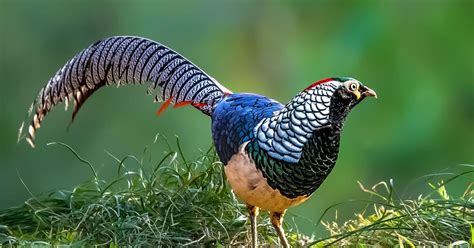 lady amhersts pheasant bird facts chrysolophus birdfact