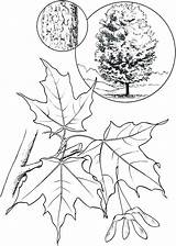 Maple Coloring Tree Pages Getcolorings Color Getdrawings Leaf sketch template