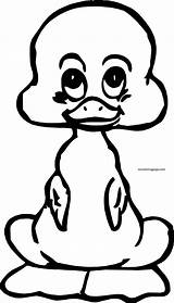 Coloring Baby Duck Cute Front Small Wecoloringpage Pages sketch template