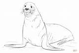 Coloring Foca Seals Robben Foche Supercoloring Robbe Seehund Parda sketch template