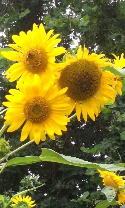 Sunflower 12 Many Heads Per Plant Bright Yellow Color 8