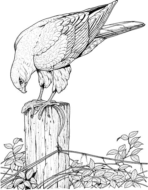 realistic bird coloring pages  adults enjoy coloring animal