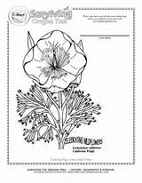 Flower Poppy Coloring California Printable Printablee Poppies Pattern Via sketch template