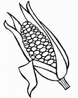 Coloring Stalk Corn Pages Library Clipart sketch template