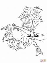 Shrimp Coloring Crustacean Pages Decapod Printable Krill Ocean Northern Color sketch template