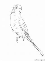 Budgie Birds Outline Swallow sketch template