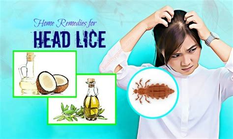 natural home remedies for head lice top 13 simple ways