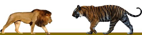 A Tiger Vs A Lion Of The Same Size Battles Comic Vine