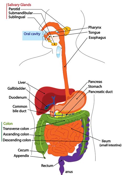 file digestive system diagram en svg psychology wiki