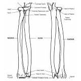 Ulna Radius Bony Features Coloring Body Human Forearm System Pelvis Category sketch template