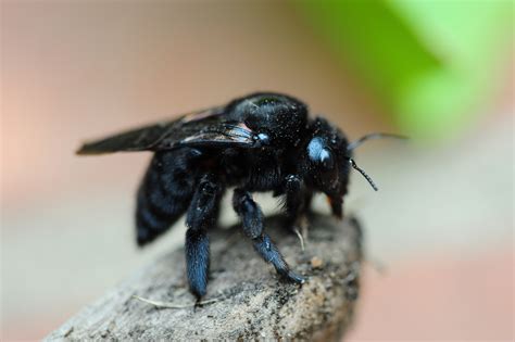 types  wasps  oregon bug zapper pest control