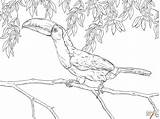 Toucan Coloring Pages Realistic Billed Keel Printable Drawing Color Dot Drawings Paper sketch template