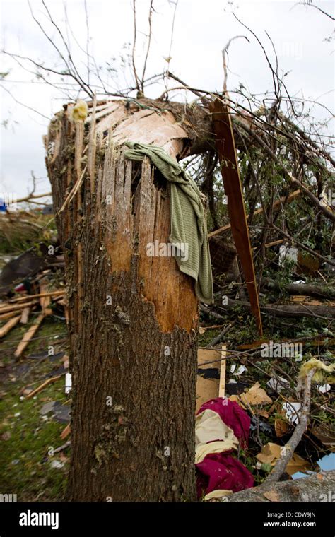 Damage To A Tree In Joplin Missouri After A Tornado Came Through The