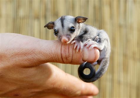 pictures   baby sugar glider   cute  hurts