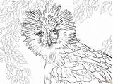 Eagle Coloring Philippine Pages Drawing Endangered Philippines Printable Portrait Realistic Species Supercoloring Ausmalbilder Animals Color Zum Getcolorings Bald Main Malvorlagen sketch template