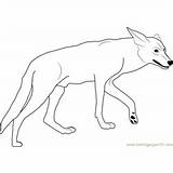 Coyote Howling sketch template