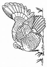 Turkey Coloring Truthahn Minnesota Kostenlos sketch template