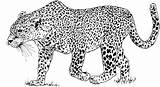 Leopard Leopardo Colorear Ausmalbild Pantera Kolorowanka Kolorowanki Leopardos Guepardo Disegno Ausmalen Gepard Lampart Leopards Leopardi Cammino Leoparden Druku Dzieci Kategorii sketch template