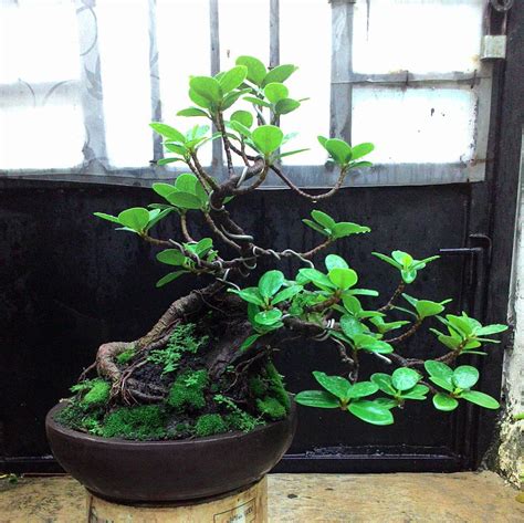 bonsai beringin korea daun oval  unik suka bonsai