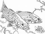 Bass Coloring Pages Fish Chasing Adult Striped Little Color Drawing Guadalupe River Drawings Getcolorings Print Printable Paintingvalley Search Tocolor sketch template