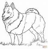 Coloring Pages Schipperke Husky Printable Drawing Bernard St Poodle Great Labradoodle Dog Akita Elkhound Dane Norwegian Supercoloring Dogs Line Drawn sketch template