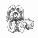 Havanese Drawing Dog Getdrawings sketch template