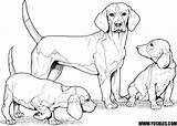 Beagle Chiwawa Beagles Doghousemusic sketch template
