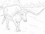 Coloring Longhorn Pages Texas Realistic Longhorns Bull Cow Bucking Angus Drawing Printable Animal Sheet Color Colouring Supercoloring Adult Print Head sketch template