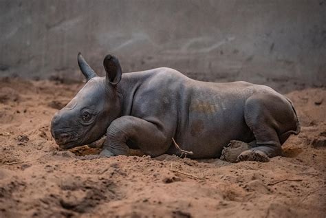 birth  rare baby female rhino celebrated  chester zoo shropshire star