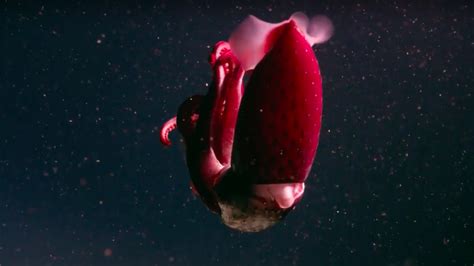 Deep Sea Video Shows Strange Little Known Life In The Ocean S Depths