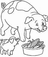 Colorir Colorat Fazenda Porco Ferme Animale Animais Animales Purcelusi Granja Papai Cochon Porcelets P56 Coloriages Colorier Mange Porcos Cerdo Planse sketch template