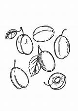 Plums sketch template