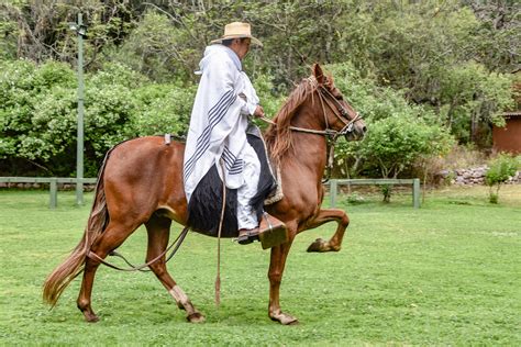 facts   peruvian paso