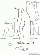 Pinguin Pinguino Malvorlagen Colorkid Colorare Larctique Disegni ártico Oiseaux Birds Uccelli Aves Vogel Eiss Animals Arktyce Coloriages Arktis Drucken sketch template