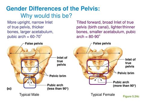 Ppt Gender Differences Of The Pelvis Why Would This Be