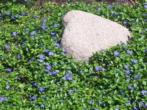 gardening  periwinkle ground cover plants ground cover plants