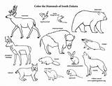 Mammals Dakota South State Coloring Amphibians Sd sketch template
