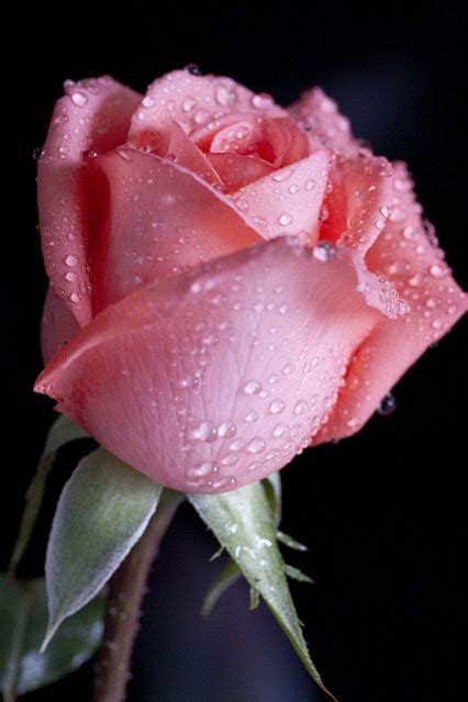 Dulce Alegría Rosas Bonitas Flores Exóticas Flores De Amor