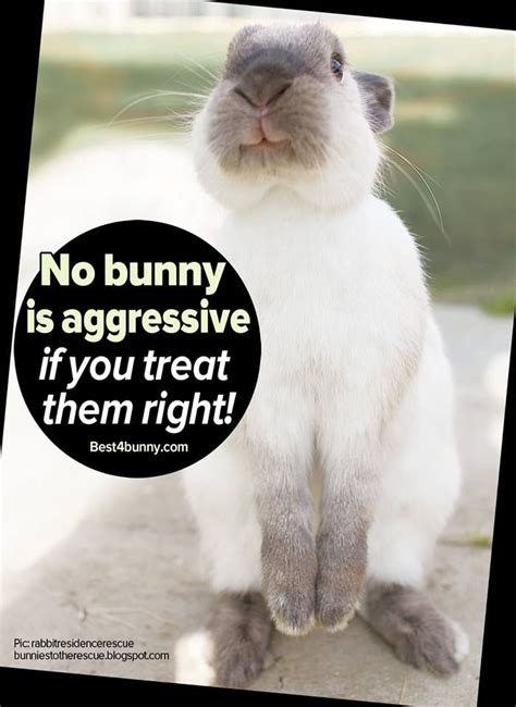 bunnies are naturally sweet natured and only aggressive towards you if