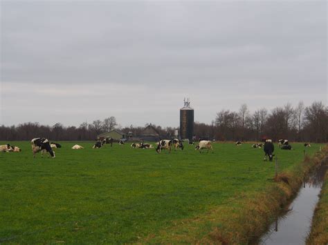 ureterp koeien  de weide landschap nederland koeien