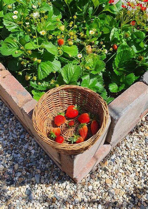 heb jij een aardbeienplant  de tuin  kun je dus aardbeien stekken