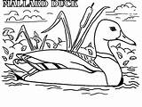 Coloring Duck Pages Hunting Color Mallard Wood Duckling Meme Dog Darkrai Baby Coon Ducks Ducklings Way Make Printable Cartoon Getcolorings sketch template