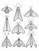 Insects Moth Listkota sketch template