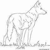 Coloring Red Pages Wolf Florida Wolfs Printable Paper sketch template